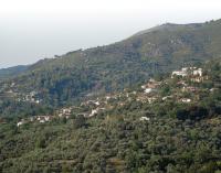 Alagonia